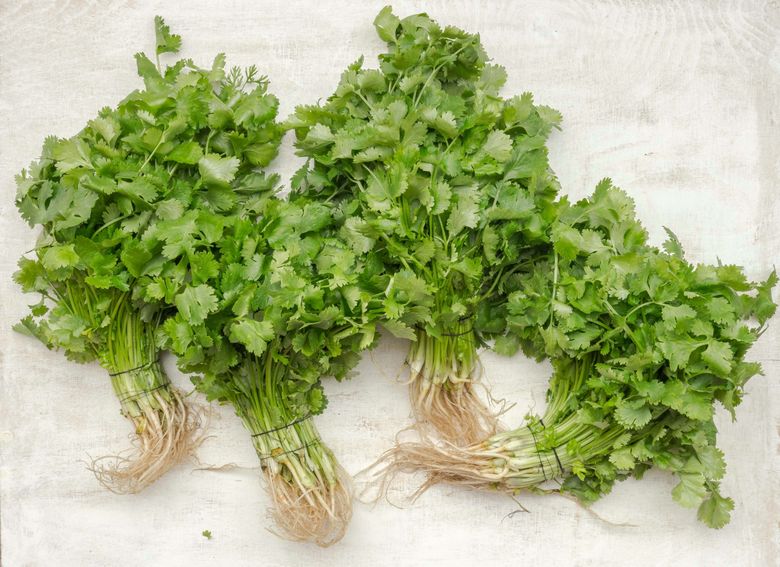 How to Store Cilantro for Weeks: Pro Tips for Lasting Freshness