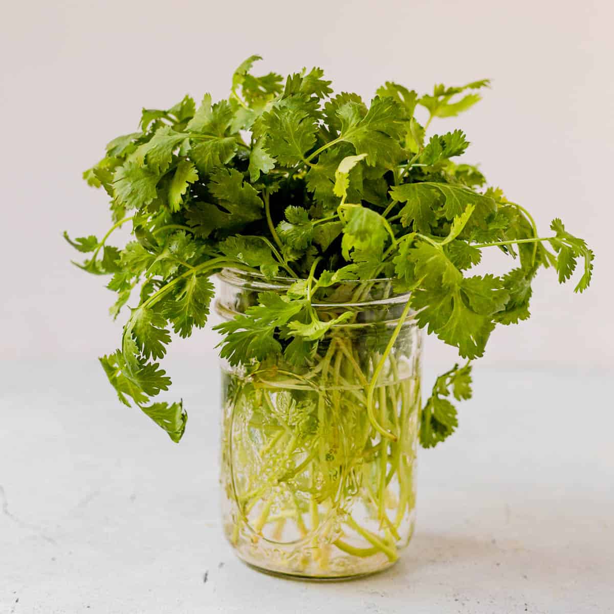 Stop Wilting Cilantro: Chef Secrets for 2-Week Freshness